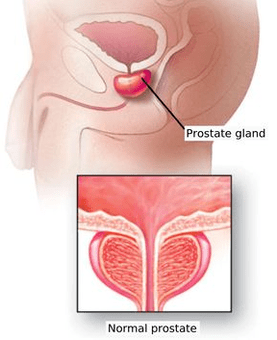 Structura schematică a prostatei masculine